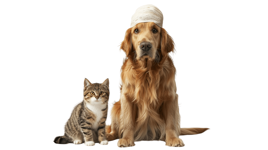 Zu sehen ist ein kranker Hund und eine kranke Katze, die ein Tierarzt besuch hatten